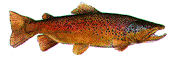 animatedtrout.gif (21532 bytes)